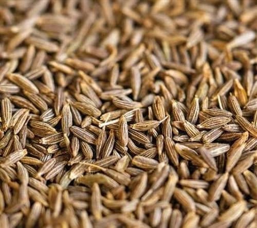 Premium Dried Whole Fennel Seeds for Commercial Food Processing