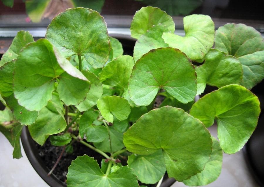 Gotu Kola