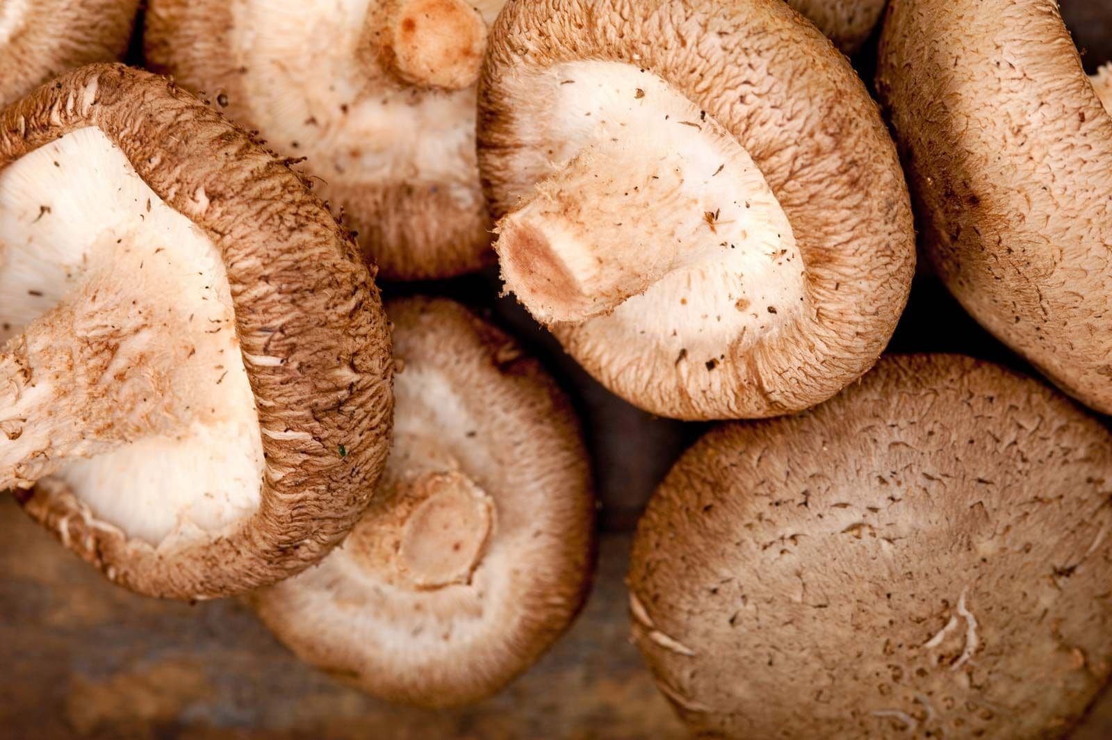 Shiitake