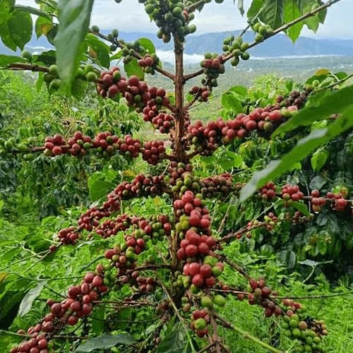 Whole Dried Cascara Coffee Cherries for Premium Beverage and Extraction Applications