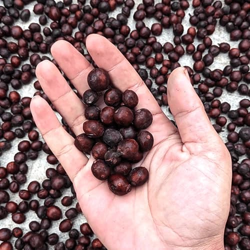 Natural Processed Dried Coffee Cherries for Specialty Extract and Beverage Manufacturing