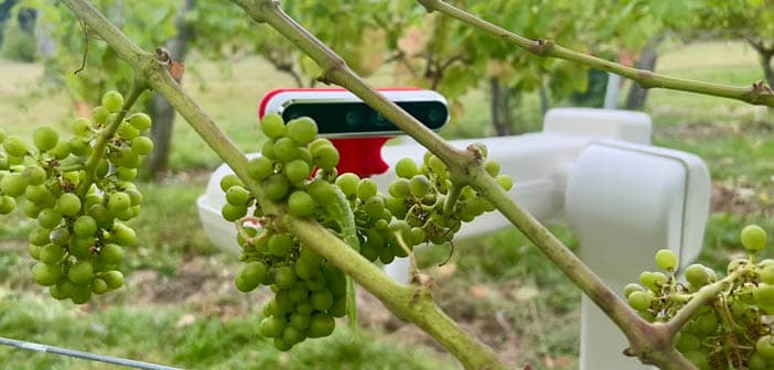 Grape harvesting robots