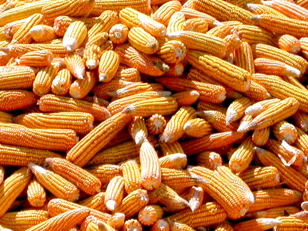 Open-Pollinated Corn Seeds