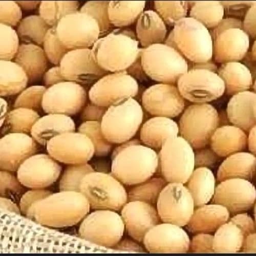 Premium Bulk Yellow Soybeans for Global Processing and Feed Manufacturing