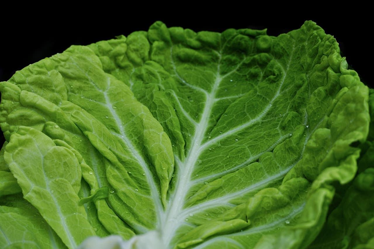Cabbage (Green, Red, Savoy)