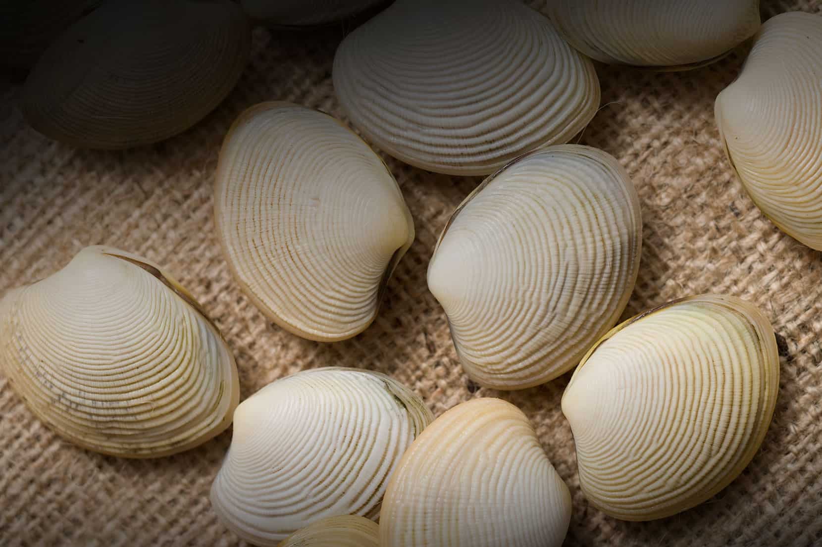 Clams & Cockles