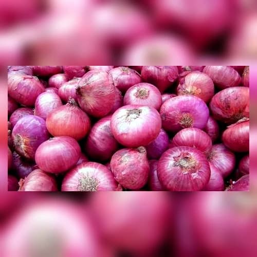 Fresh Red Onions for Wholesale, Retail and Food Processing Supply