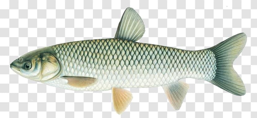 Carp (Common, Grass, Silver, Bighead)