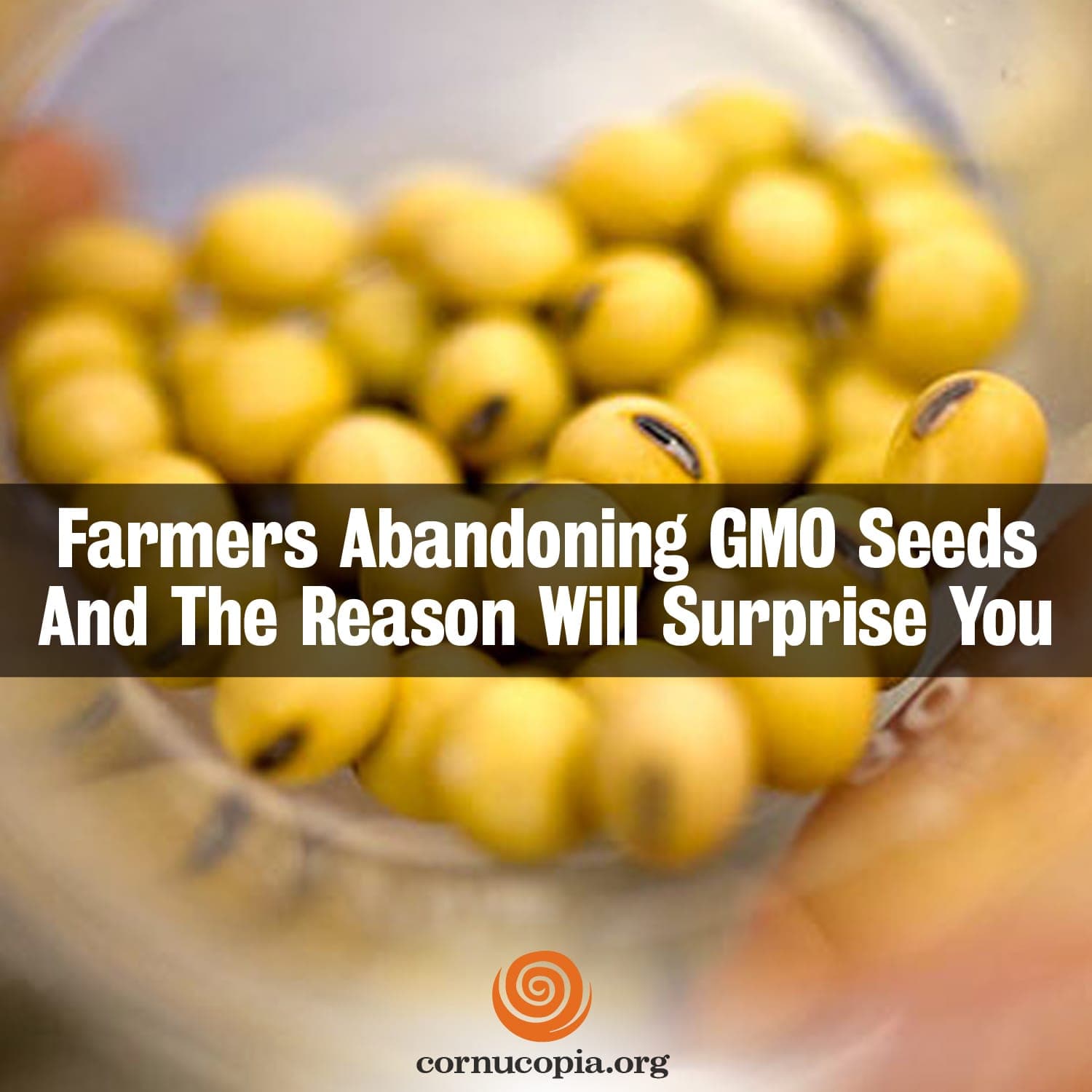 GMO Corn Seeds