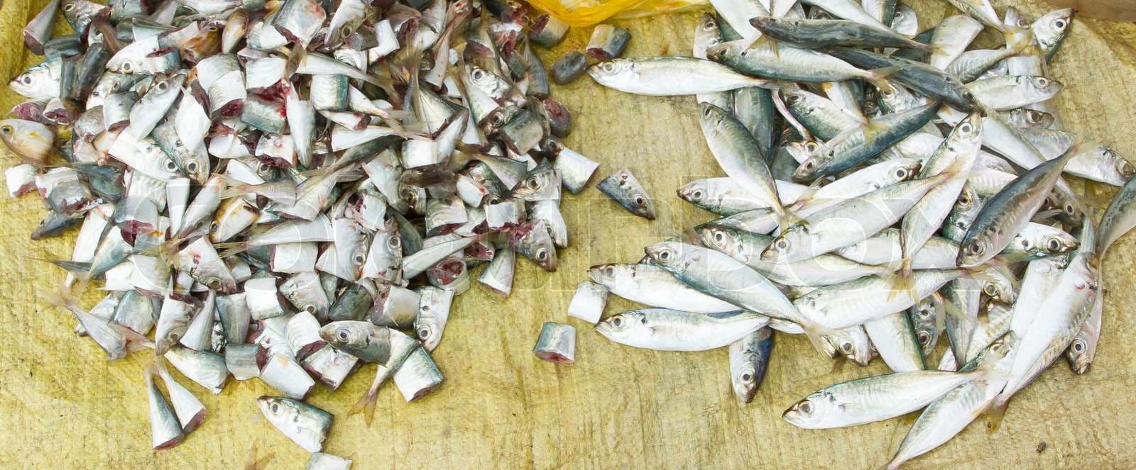 Sardines, Anchovies & Herring