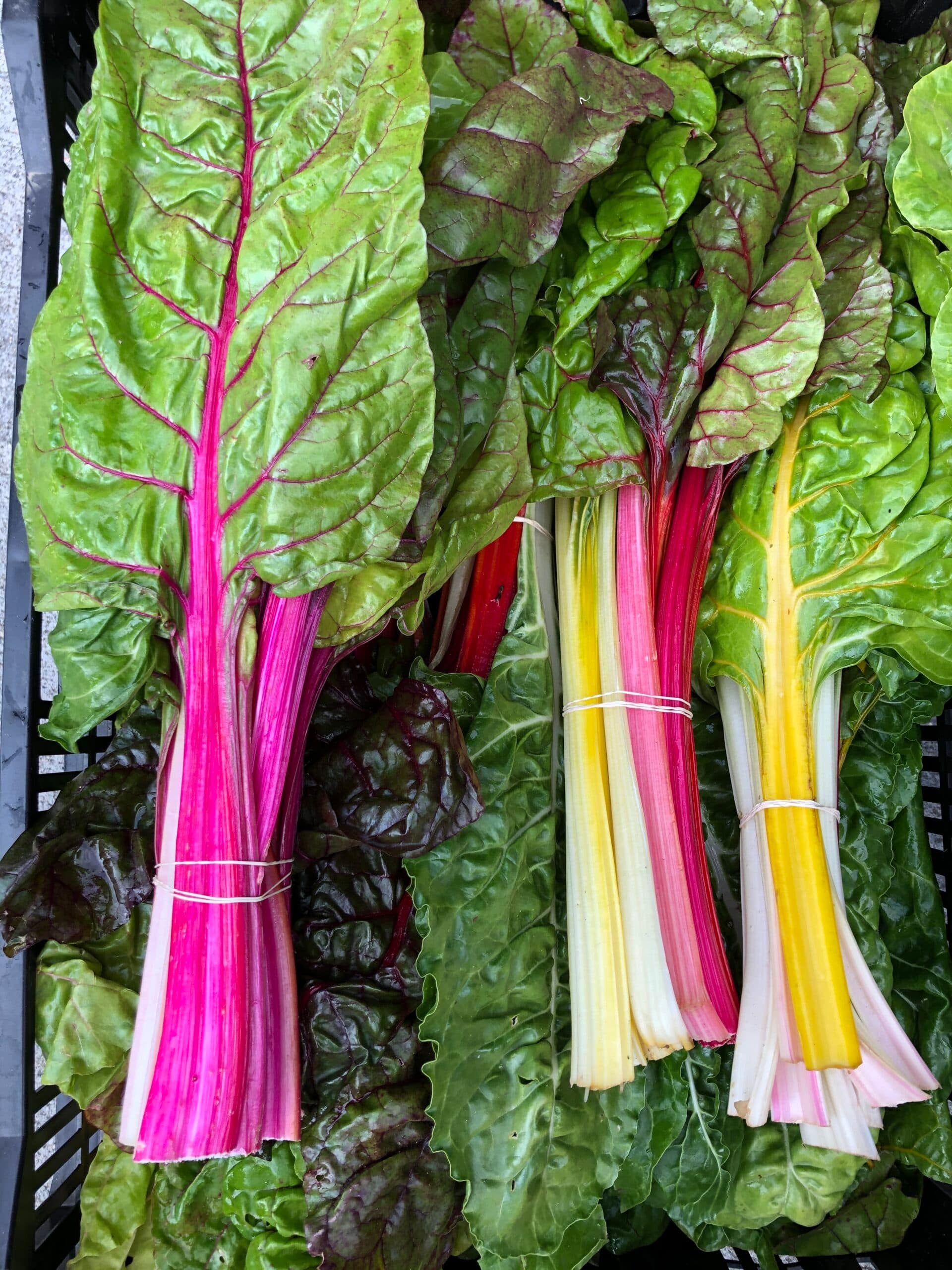 Swiss Chard
