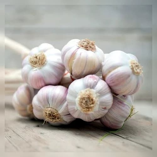 Fresh Whole Garlic Bulbs for Wholesale and Food Processing Supply