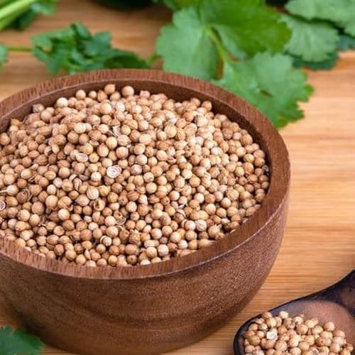 Whole Coriander Seeds for Spice Blends, Grinding, and Wholesale Supply