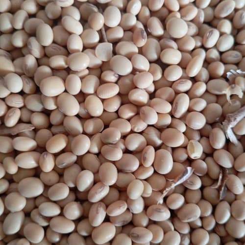 Whole Soybeans for Food Processing, Feed, Oil Extraction, and Wholesale Supply