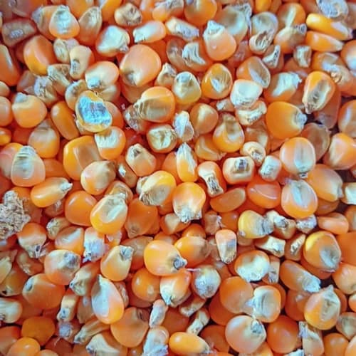 Whole Yellow Corn Kernels for Food, Feed, Milling, and Wholesale Supply