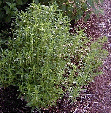 Savory (Summer, Winter)