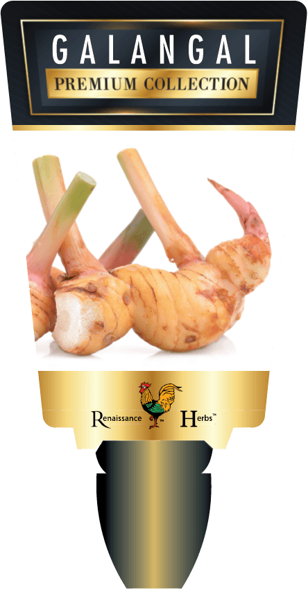 Galangal (Greater, Lesser)