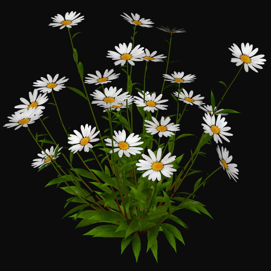 Chamomile Flowers