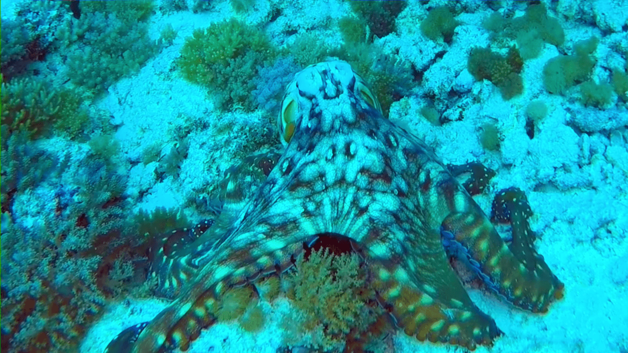 Octopus