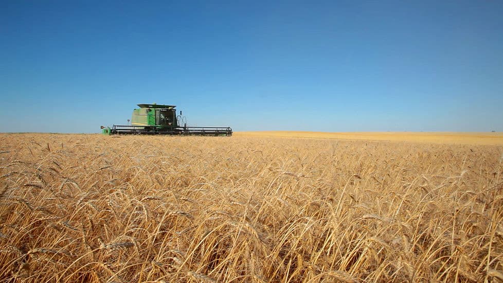 Hard Red Winter Wheat