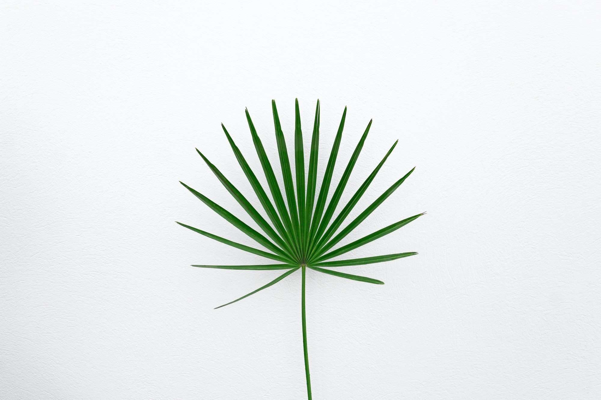 Palm Leaf Products