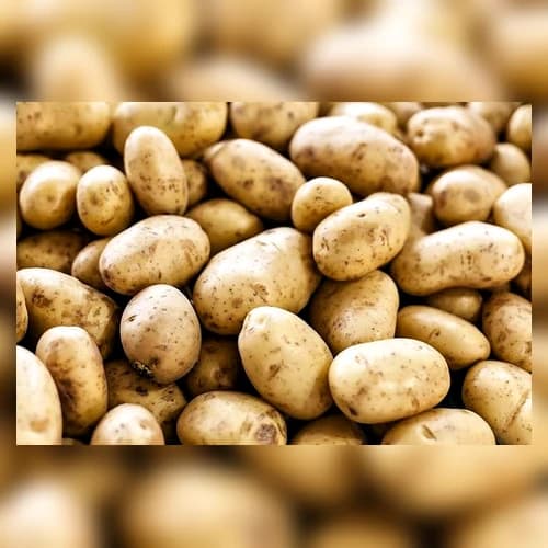 Fresh Potatoes for Wholesale, Retail and Food Processing Supply