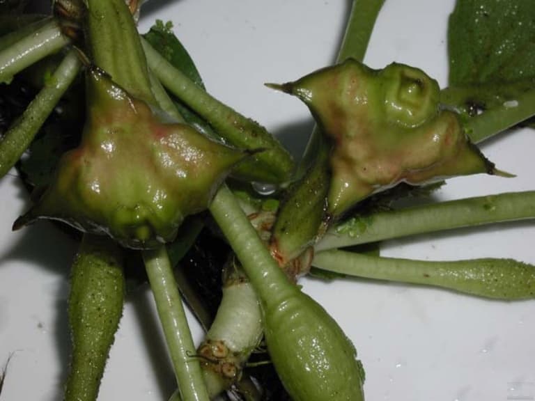Water Chestnut