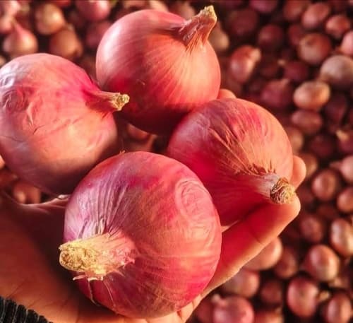 Premium Fresh Red Onions for Wholesale Distribution and Commercial Food Processing