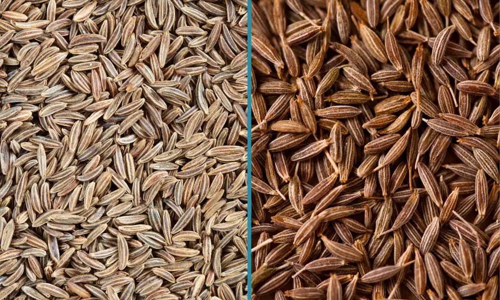 Cumin & Caraway Seeds
