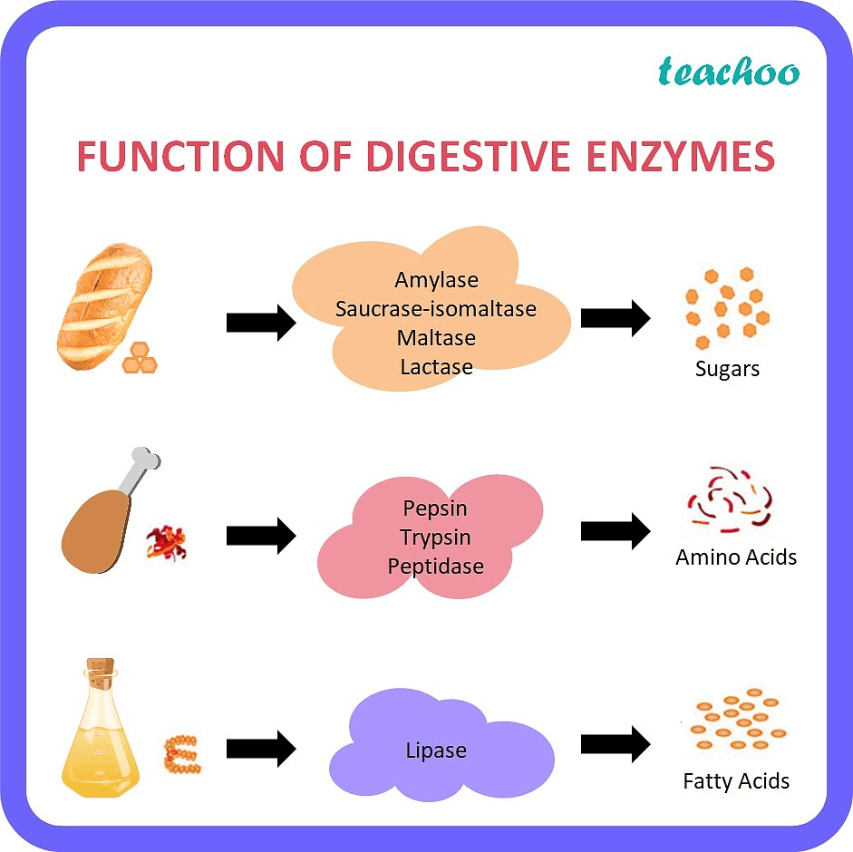 Digestive Enzymes