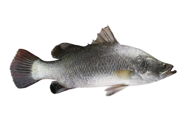 Premium White Fish (Sea Bass, Grouper, Snapper, Barramundi, Sablefish)