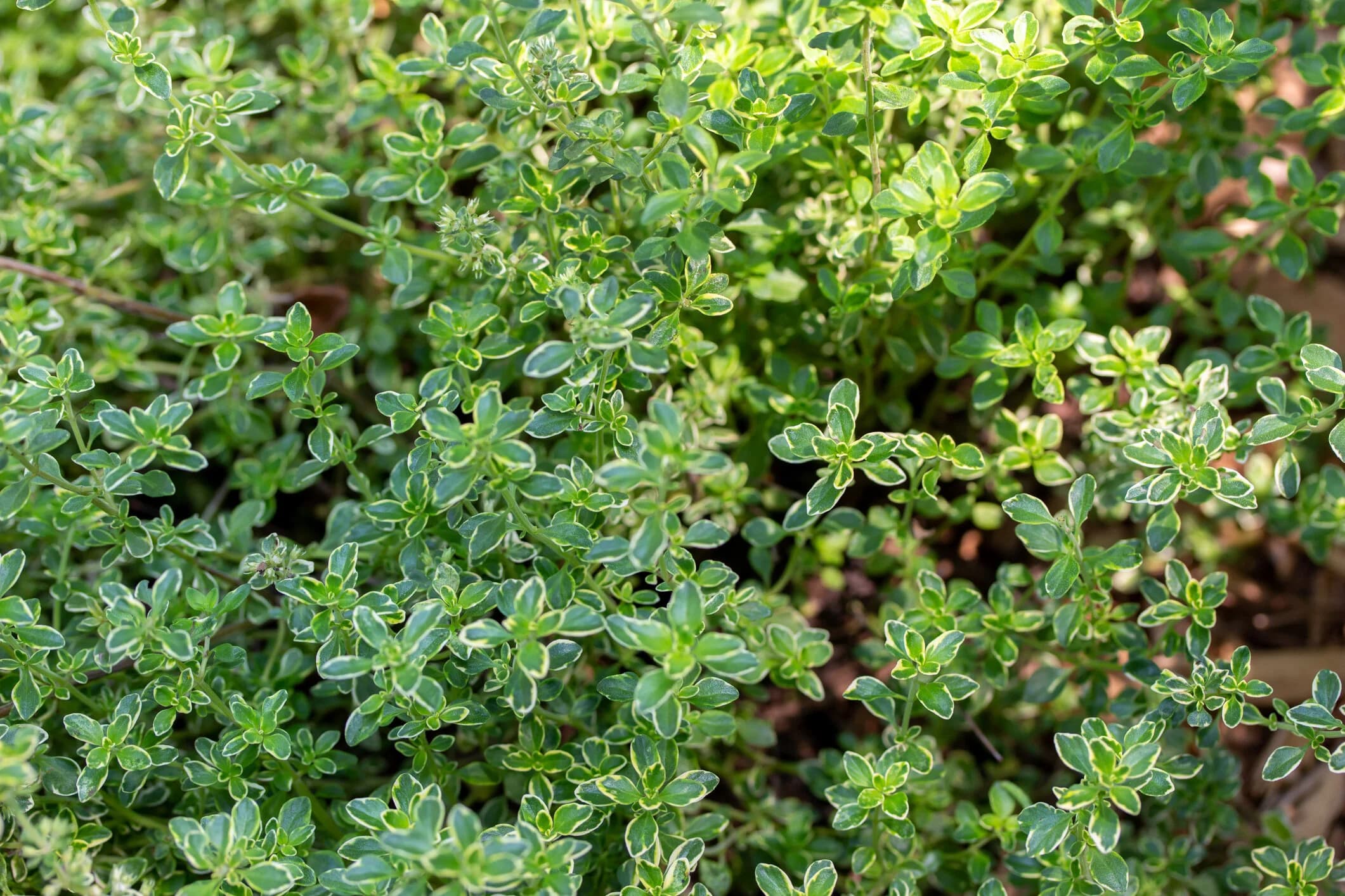 Thyme (Common, Lemon)