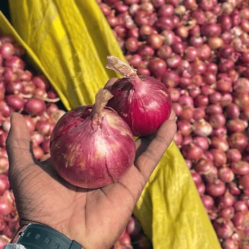 Fresh Red Shallots for Premium Culinary and Commercial Wholesale Distribution