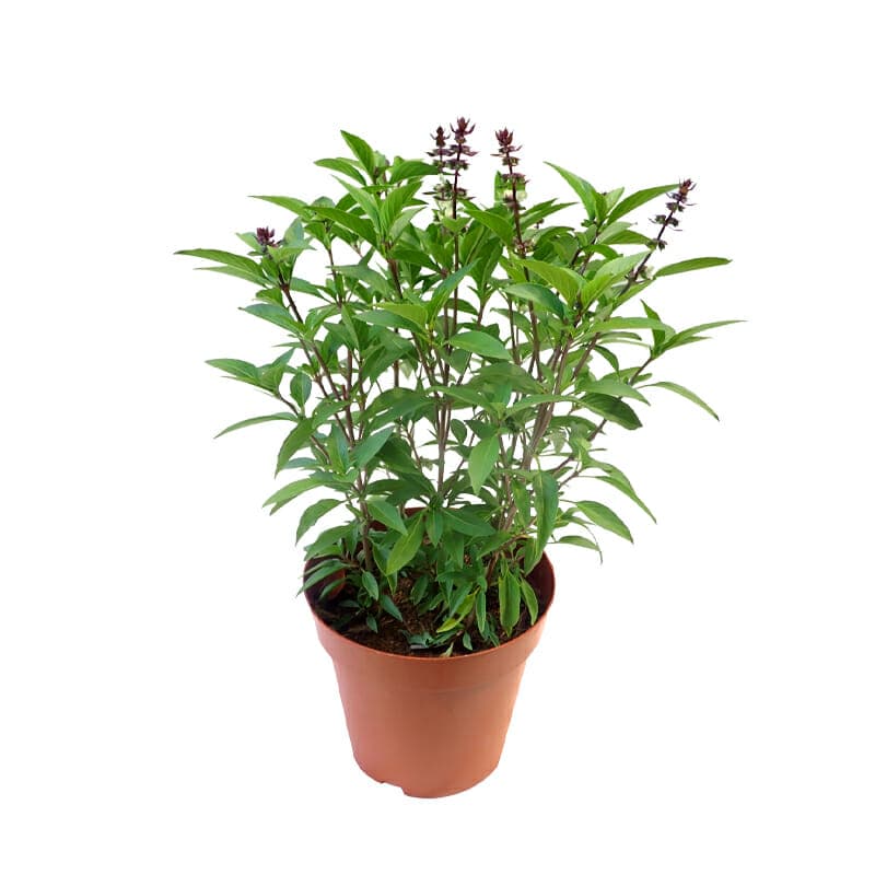 Holy Basil / Tulsi