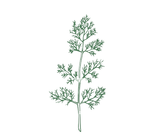 Dill (Weed, Seeds)