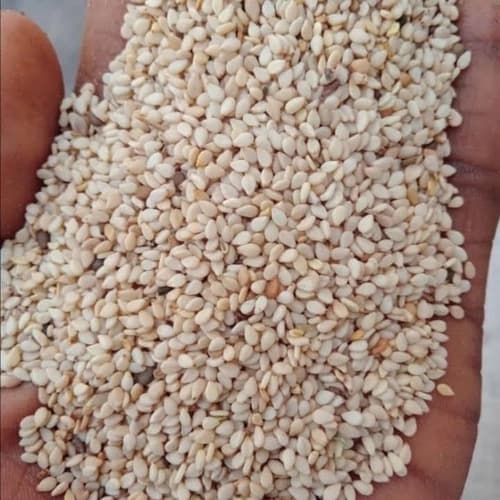 Natural White Sesame Seeds for Food Processing, Bakery, and Wholesale Supply