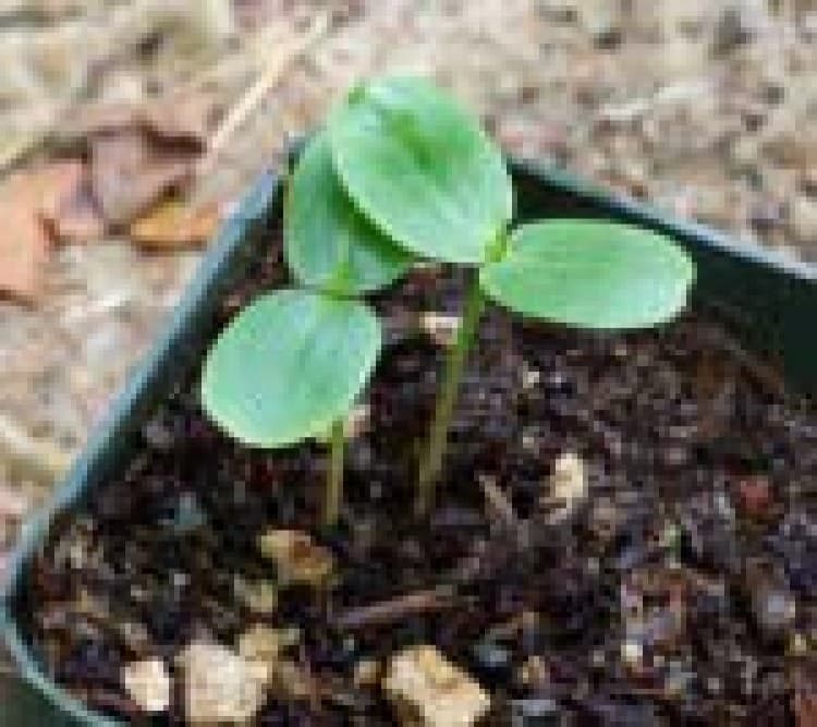 Ayurvedic & Medicinal Herbs (Ashwagandha, Tulsi/Holy Basil, Stevia, Brahmi)