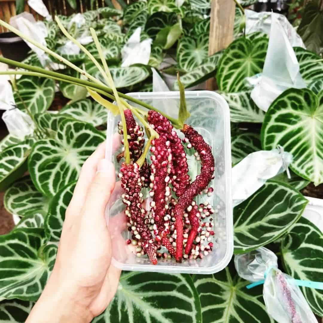 Anthurium Seeds