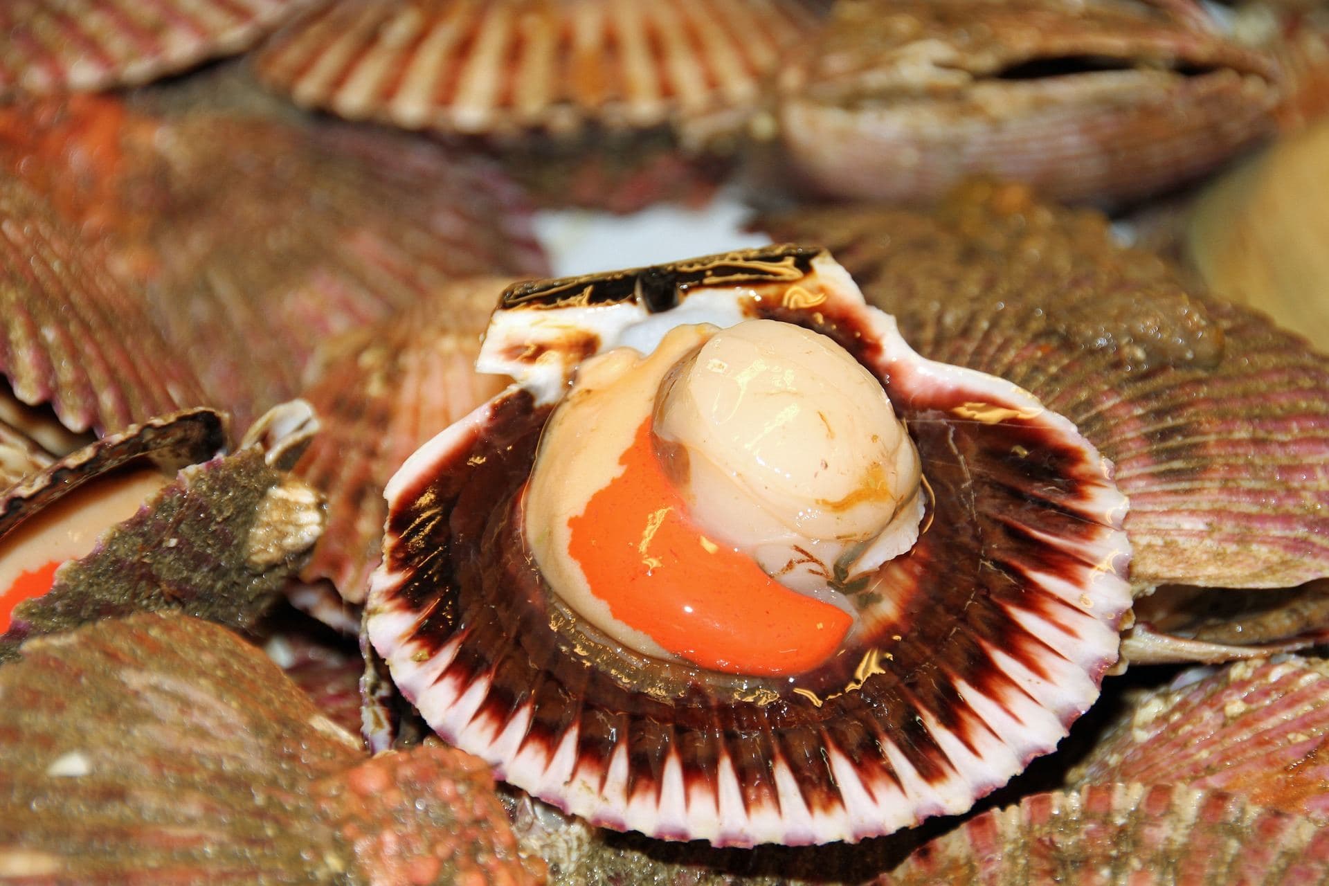 Fish Maw & Dried Scallops