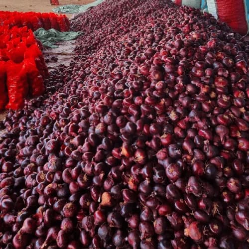 Premium Red Onions for Wholesale, Retail and Export Markets