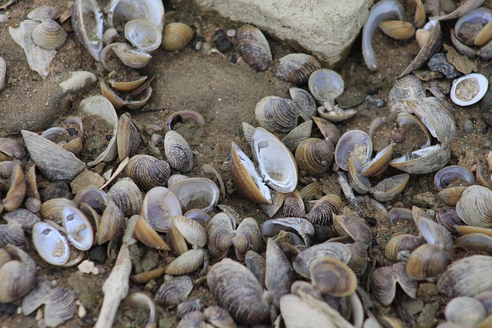 Mussels