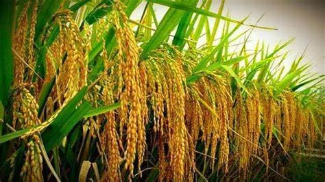 Hybrid High-Yield Rice Seeds (Boro, Aman, Aus Varieties)