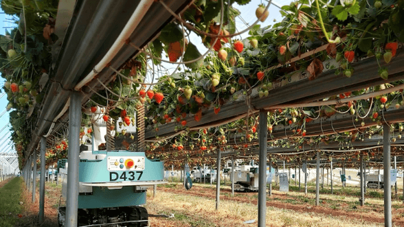 Strawberry picking robots