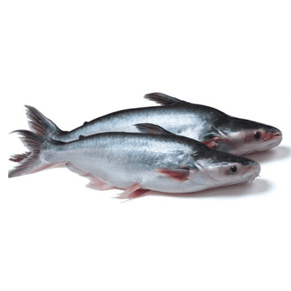 Catfish & Pangasius (Basa)