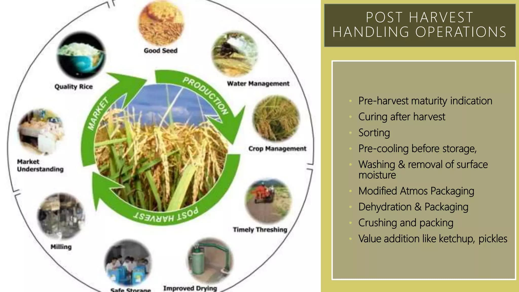 Post-Harvest Processing Robots