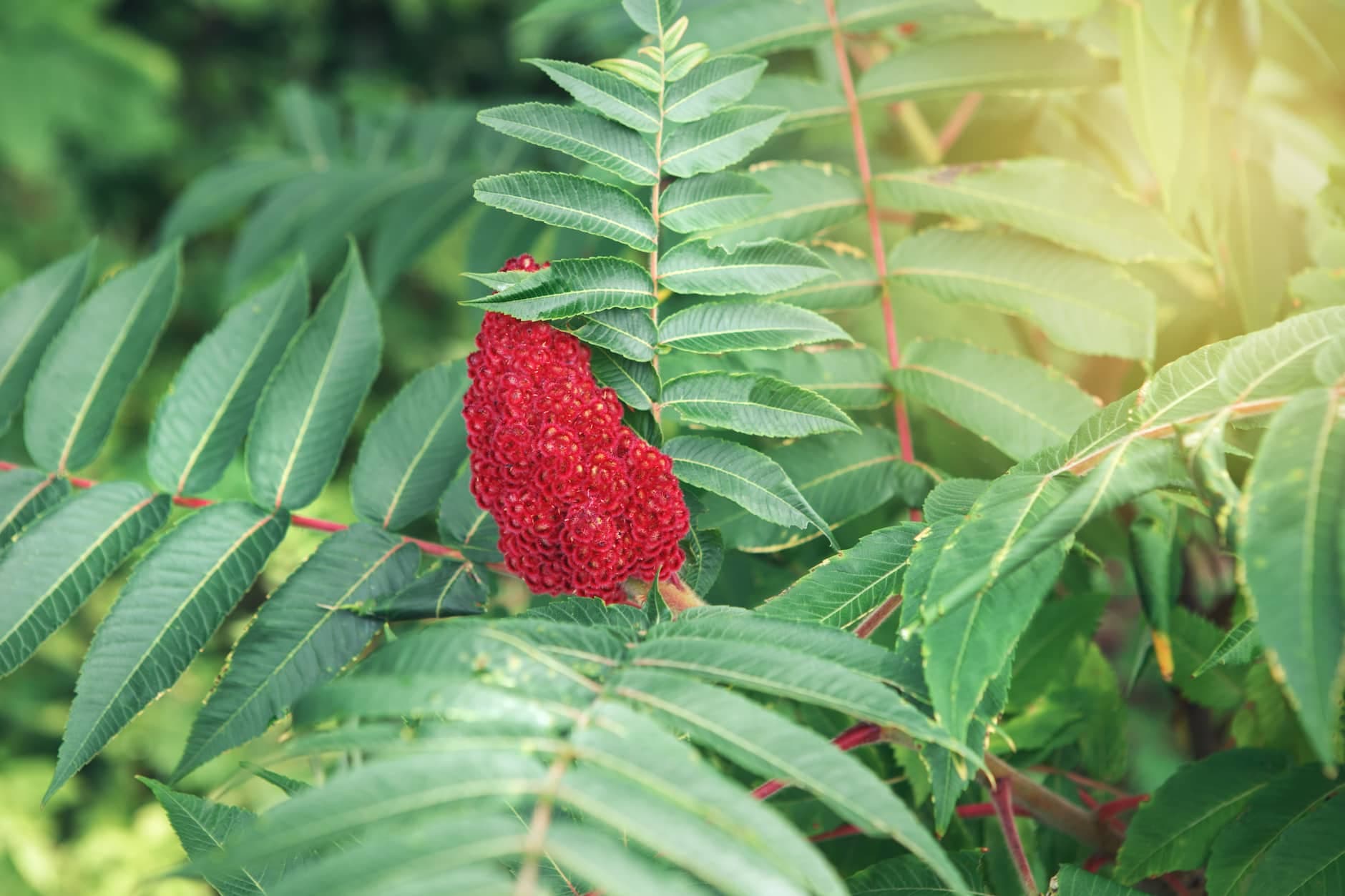 Sumac