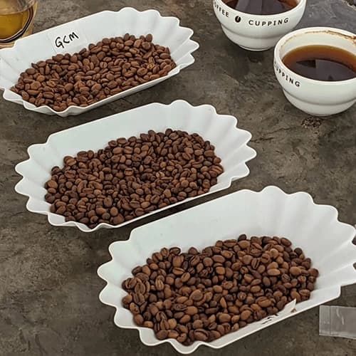 Premium Raw Green Coffee Beans for Commercial Roasters and Wholesalers