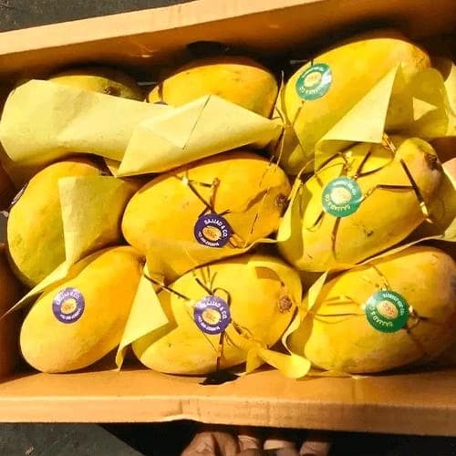 Fresh Chaunsa Mangoes: Premium Export-Grade Golden Mangoes for Wholesale Distribution