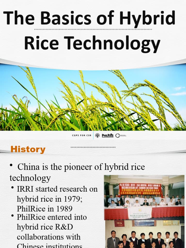 Hybrid Rice Varieties
