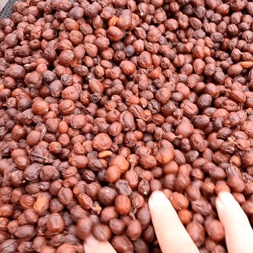Premium Whole Bean Arabica Coffee for Specialty Roasters and Distributors